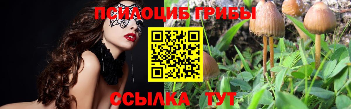 Галлюциногенные грибы Psilocybine cubensis  наркота  Шадринск  Псилоцибиновые грибы Psilocybine cubensis  Вход с VPN 